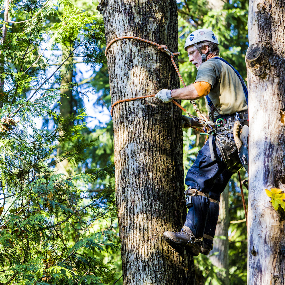 Arborist Job Leads Access 16032 Yearly Jobs Now