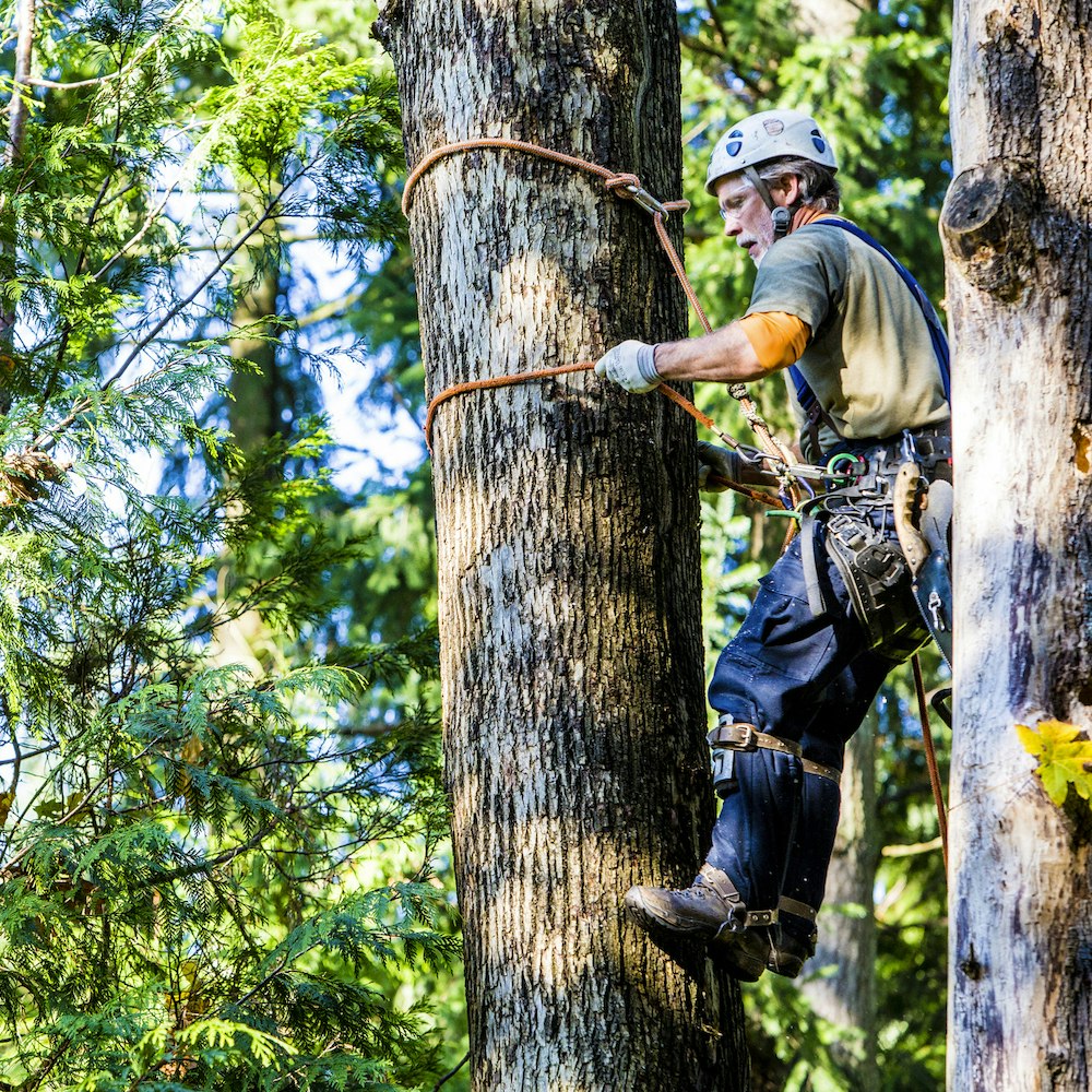 Arborist Apprentices and Apprenticeships hipages Tips For Tradies 2022